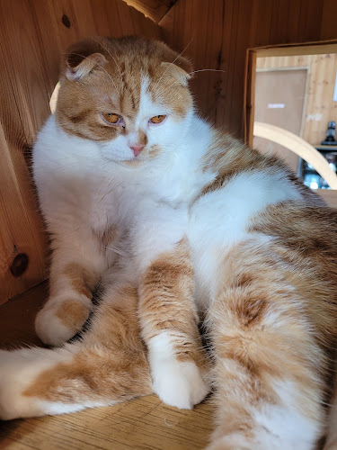 코튼뱉 - 외식업