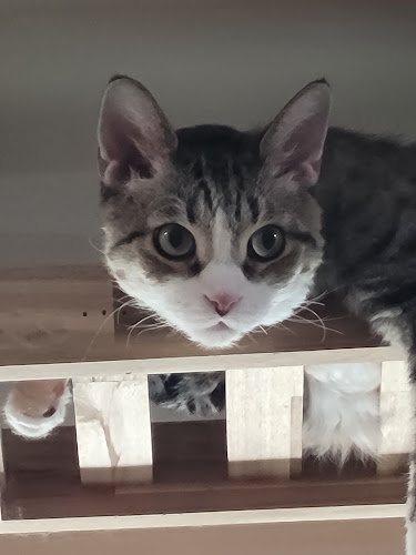 Opinii despre 코튼뱉 în 성남시 - 외식업