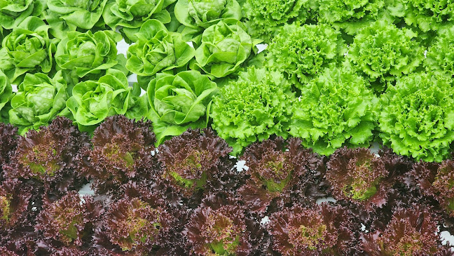 팜유팸 (미리벌팜)