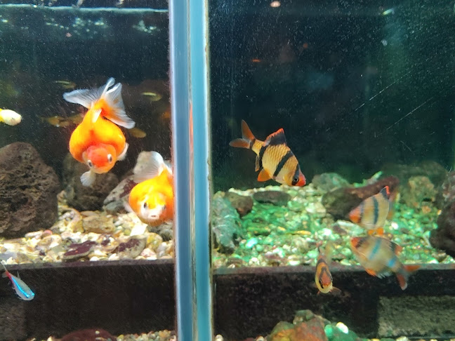 Opinii despre 해물시장회센터 în 포항시 - 외식업