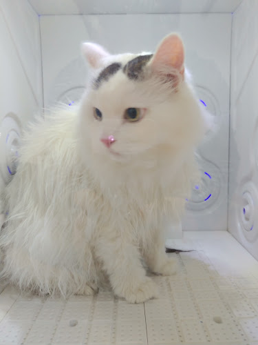 고양이미용연구소 - 외식업