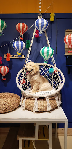 Comentarii opinii despre 딩고