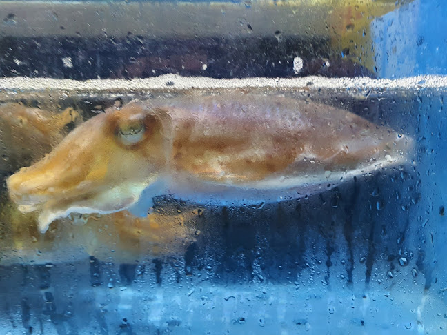 새우나라회초밥