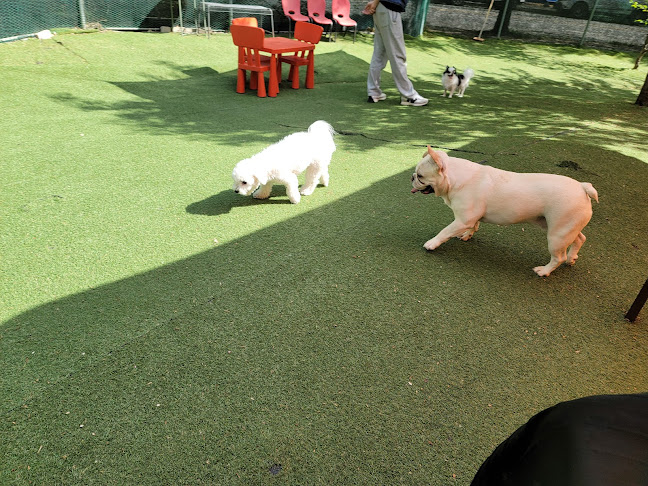 Opinii despre 딩고 în 수원시 - 외식업