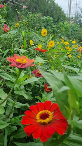 Comentarii opinii despre 콩카페