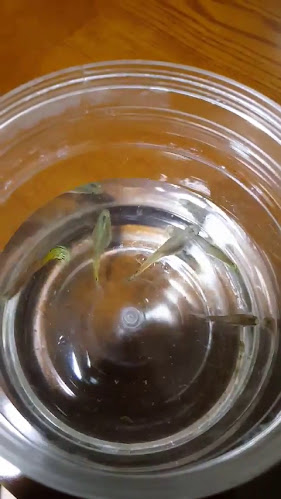 Opinii despre 나능이능이버섯백숙 남양주점 în 남양주시 - 외식업