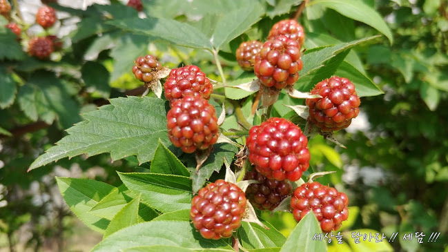 Opinii despre 산골냉면전문점 în 정읍시 - 외식업