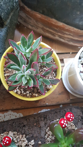 Comentarii opinii despre 장수촌