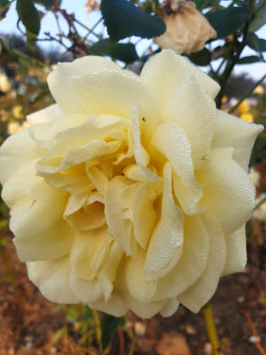 Opinii despre 철산시장 în 광명시 - 외식업