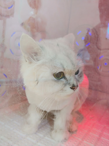 고양이미용연구소 - 남구