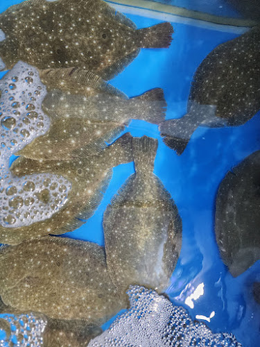 Comentarii opinii despre 대박수산