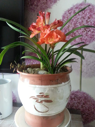 Comentarii opinii despre 피자스쿨 안양인덕원점