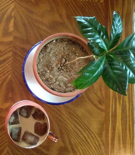 BOHEMIAN COFFEE 보헤미안 커피