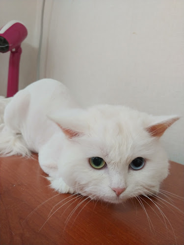 Opinii despre 고양이미용연구소 în 남구 - 외식업