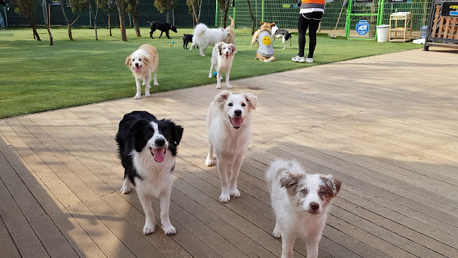 Opinii despre 딩고 în 수원시 - 외식업