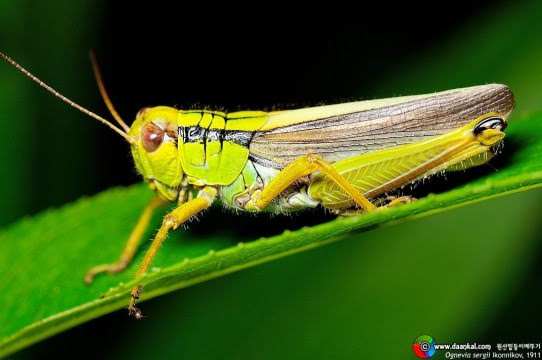 알카포네 - 외식업