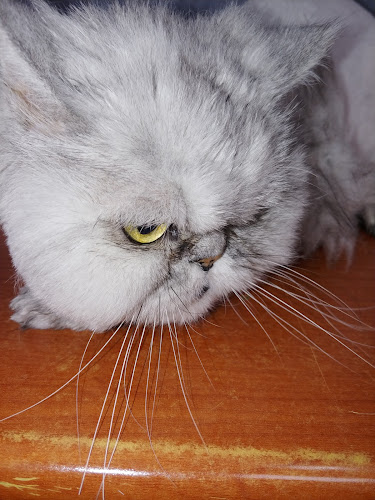 Comentarii opinii despre 고양이미용연구소