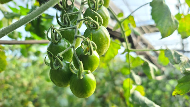 팜유팸 (미리벌팜)