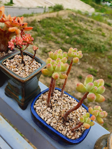 Opinii despre 피렌체로스터리카페 în 춘천시 - 외식업