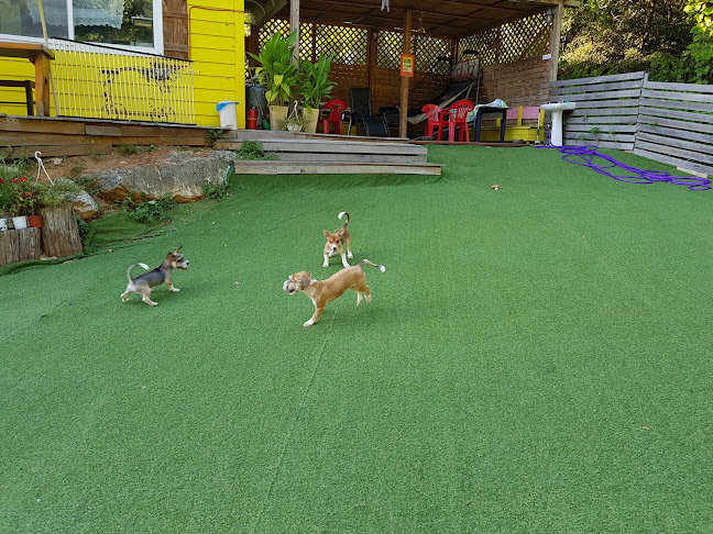 리드펫 - 파주시