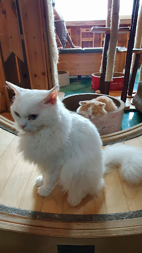 코튼뱉 - 성남시