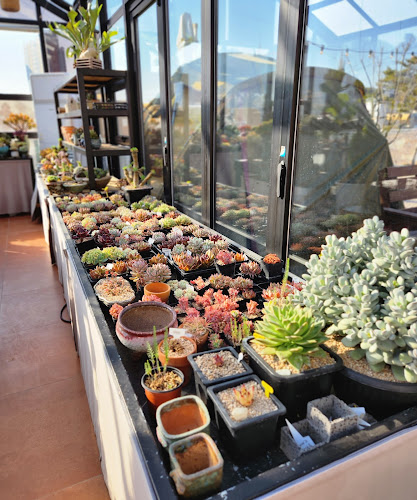 Comentarii opinii despre 초코루나