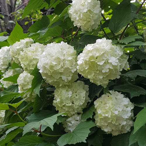 장수촌 - 광명시