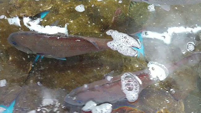 영천회식당 - 포항시